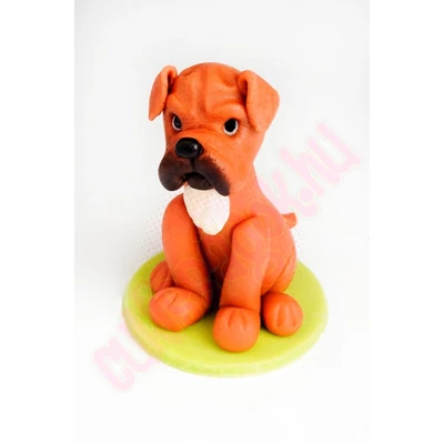 boxer